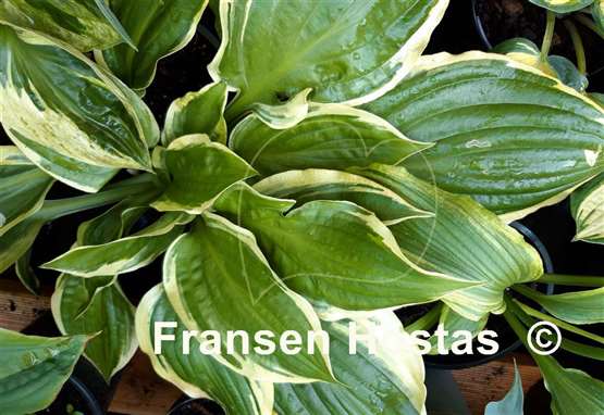 Hosta Warwick Sheen